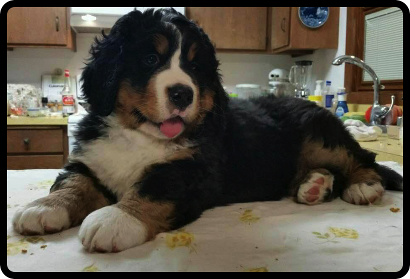 Bugziere Bernese